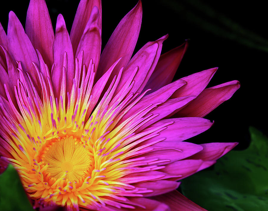 Pink Water Lily Photograph - Water Lily #4 by Dennis Goodman Photography