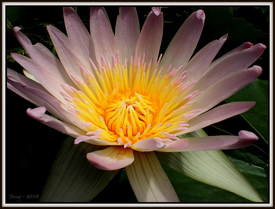 Water Lily #4 Photograph by Farol Tomson