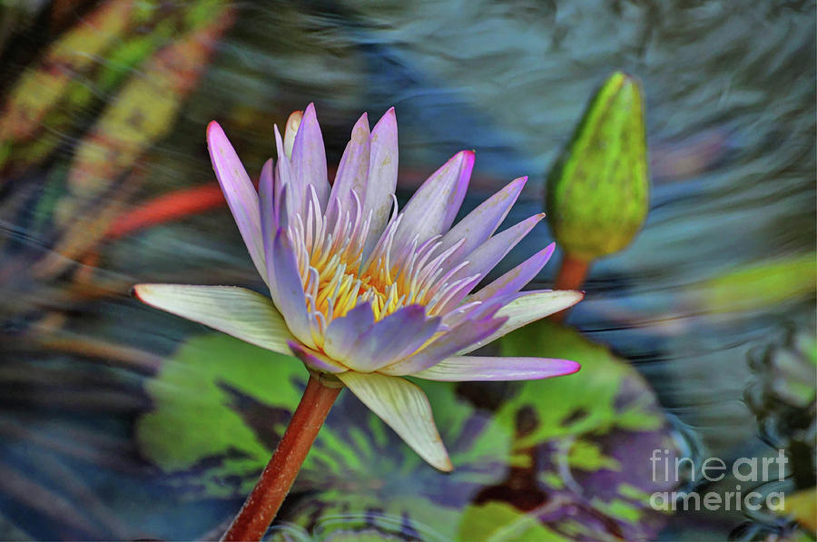 Water Lily #4 Photograph by Savannah Gibbs