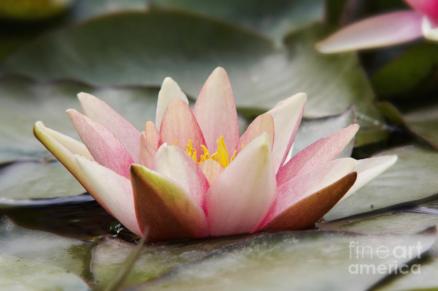 Lily Photograph - Waterlily #4 by Michal Boubin