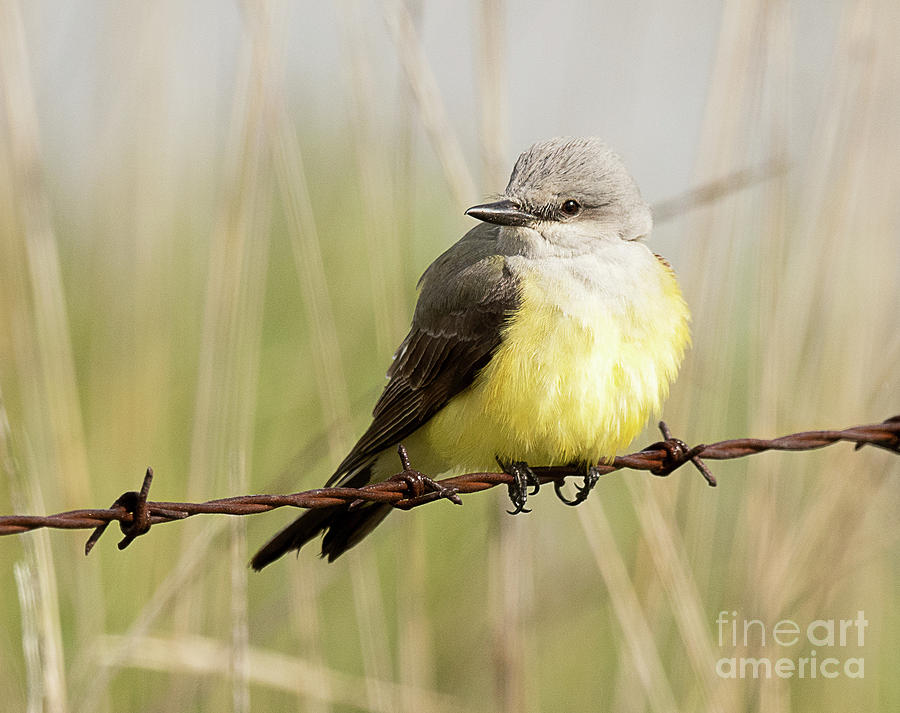 Nature Photograph - Western Kingbird #4 by Dennis Hammer