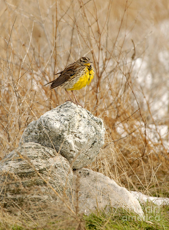 Western Meadowlark #4 Photograph by Dennis Hammer