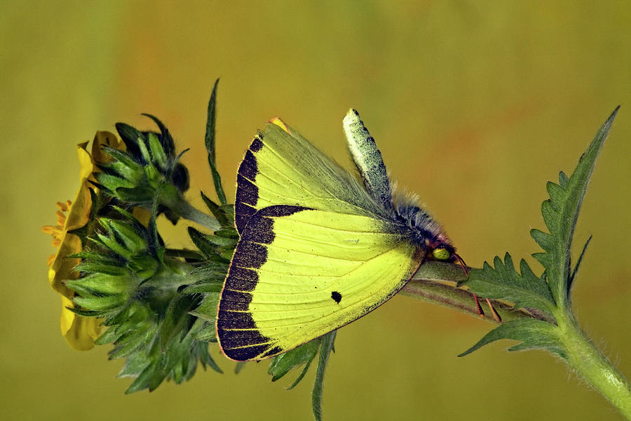 Western Sulphur butterfly #4 Photograph by Buddy Mays