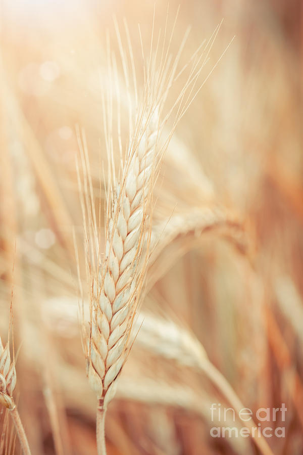 Bread Photograph - Wheat #4 by Sabino Parente