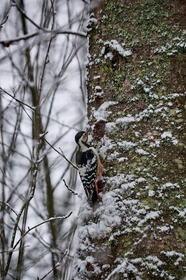 White-backed woodpecker #4 Photograph by Jouko Lehto