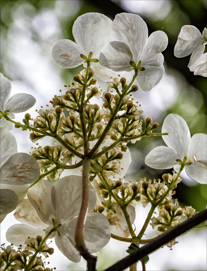 White Blossoms #4 Photograph by Robert Ullmann