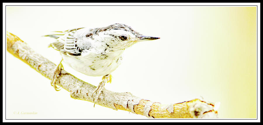 White-breasted Nuthatch, Animal Portrait #5 Photograph by A Macarthur Gurmankin