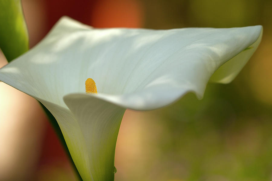 White Calla #4 Photograph by Heiko Koehrer-Wagner