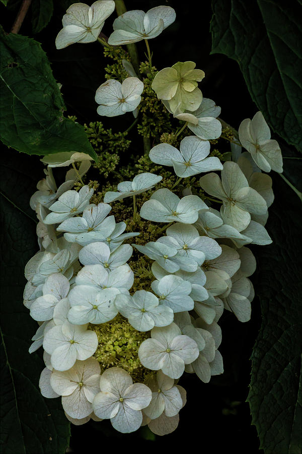 White Flowers #4 Photograph by Robert Ullmann