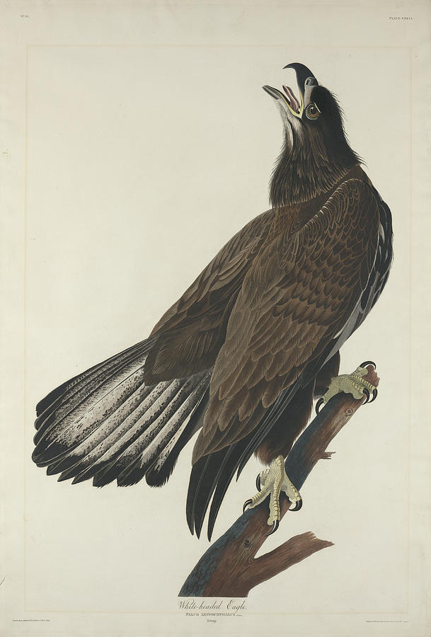 White-Headed Eagle #4 Painting by John James Audubon