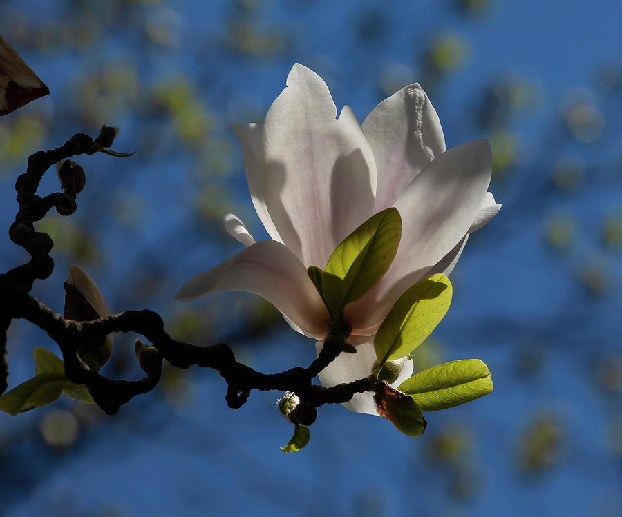 White Magnolia #4 Photograph by Robert Ullmann