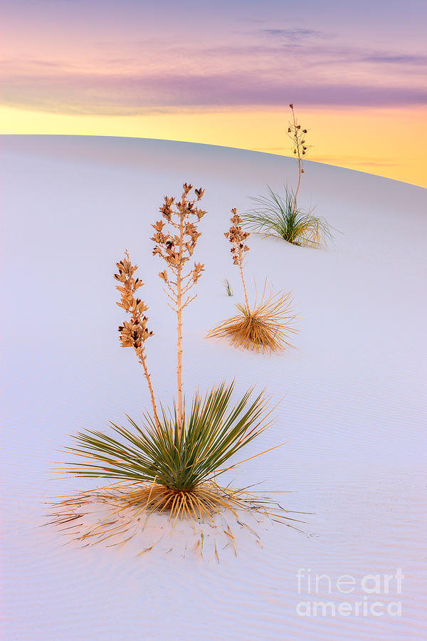 White Sands National Monument #6 Photograph by Henk Meijer Photography