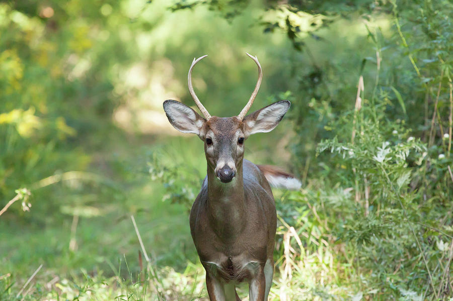 White-tailed Buck #4 Photograph by Erin Cadigan