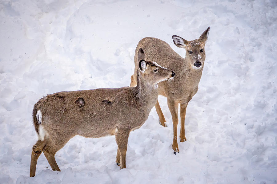 White Tailed Deer Seeking Food In Snow #4 Photograph by Alex Grichenko