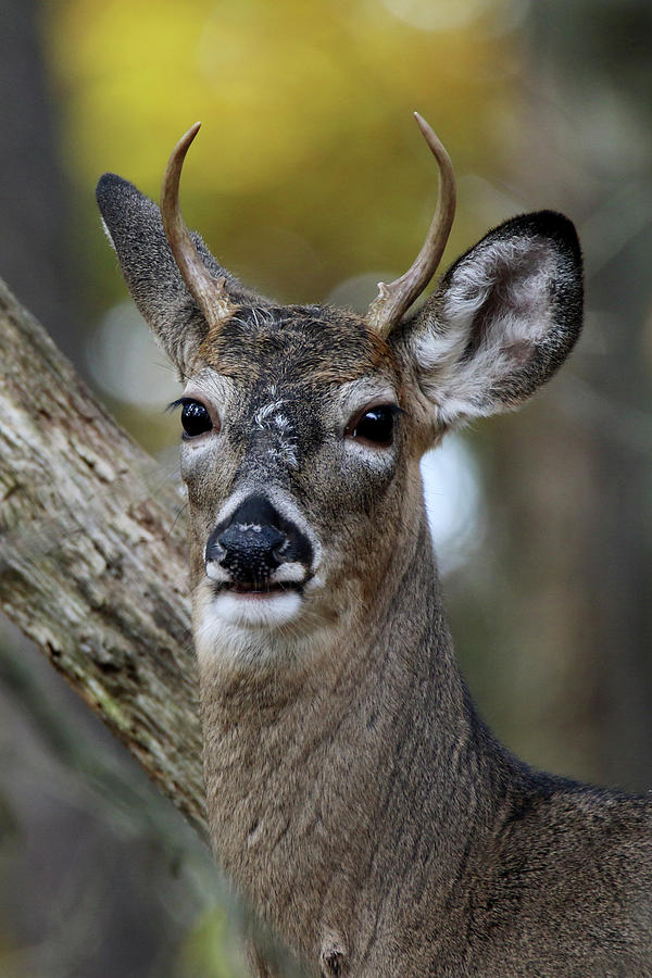 White Tailed Deer Smithtown New York #4 Photograph by Bob Savage