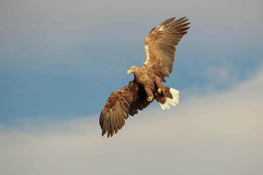 White-tailed Eagle #4 Photograph by Andy Astbury