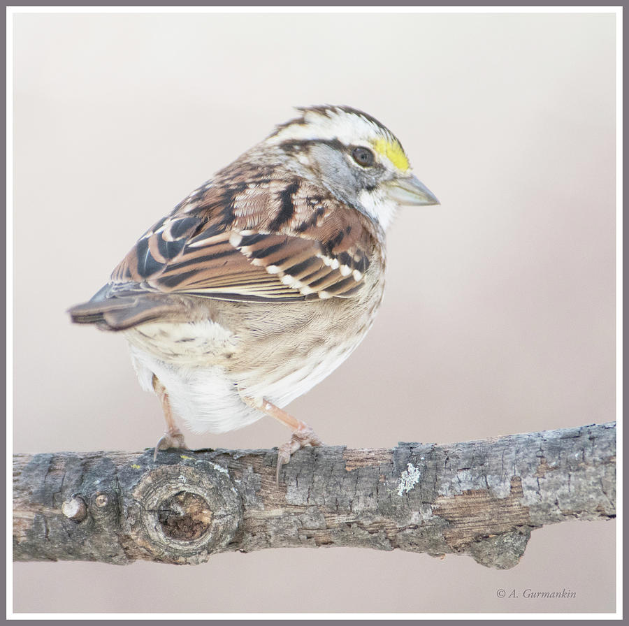 White-throated Sparrow, Animal Portrait #4 Photograph by A Macarthur Gurmankin