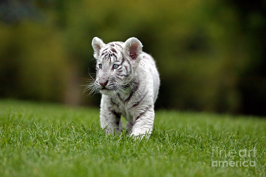 White Tiger Panthera Tigris #4 Photograph by Gerard Lacz