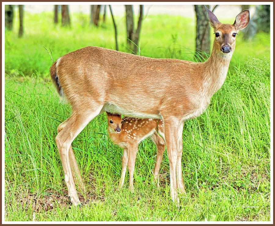 Whitetailed Deer, Doe And Fawn Photograph by A Gurmankin