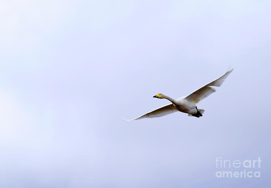 Swan Photograph - Whooper Swan #4 by Esko Lindell