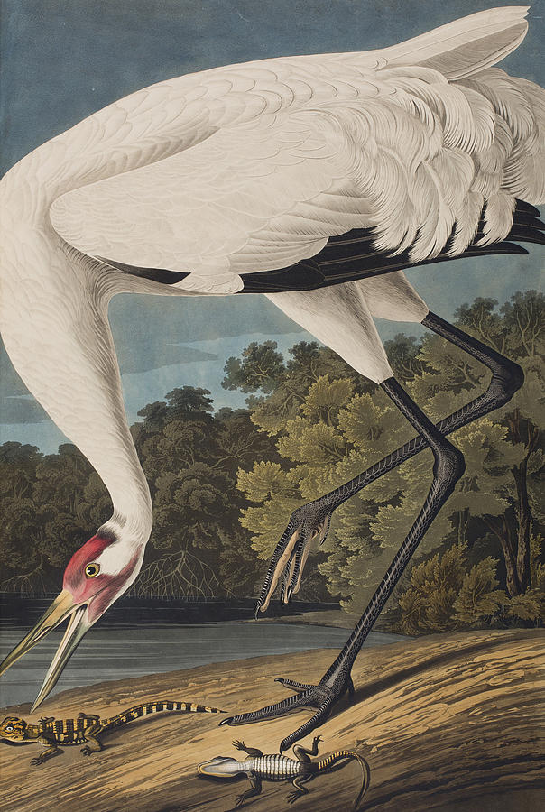 Whooping Crane Painting by John James Audubon