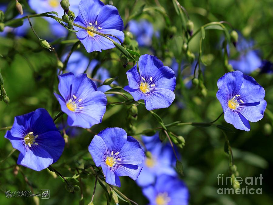Wild Blue Flax #1 Photograph by J McCombie
