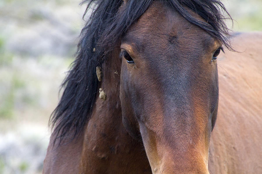 Wild Mustang Horse #4 Photograph by Waterdancer 