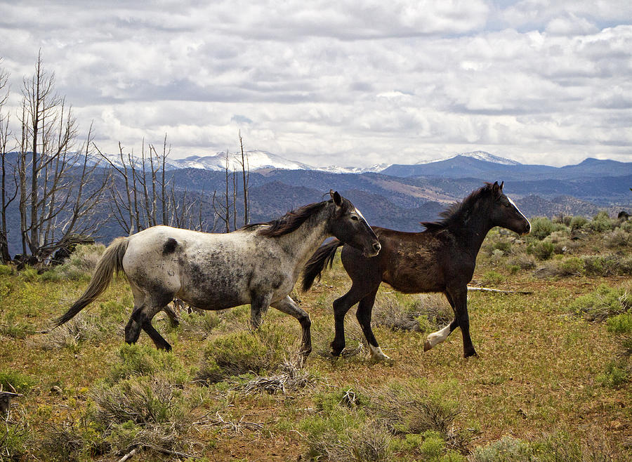 Wild Mustang Horses #4 Photograph by Waterdancer 