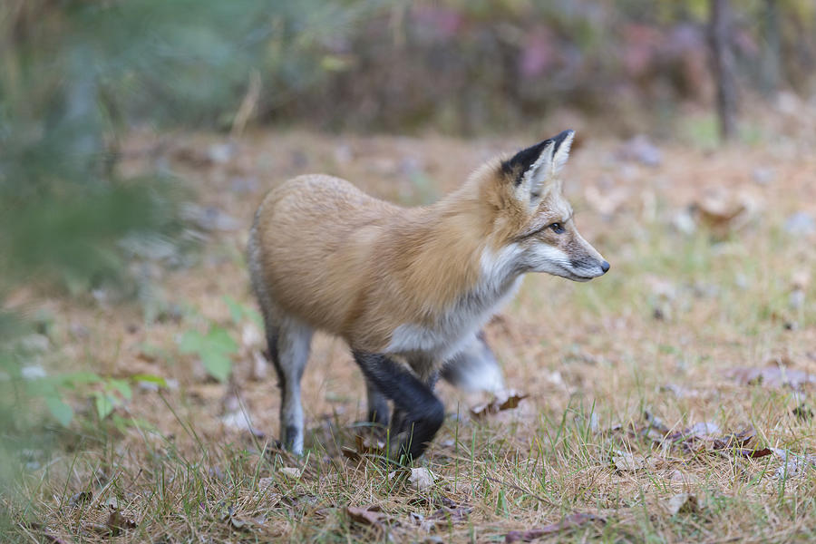 Wild Red fox in the wild #4 Photograph by Josef Pittner
