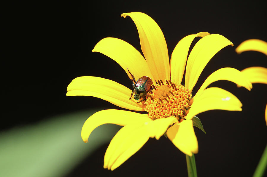 Wild Sunflower Stony Brook New York  #4 Photograph by Bob Savage