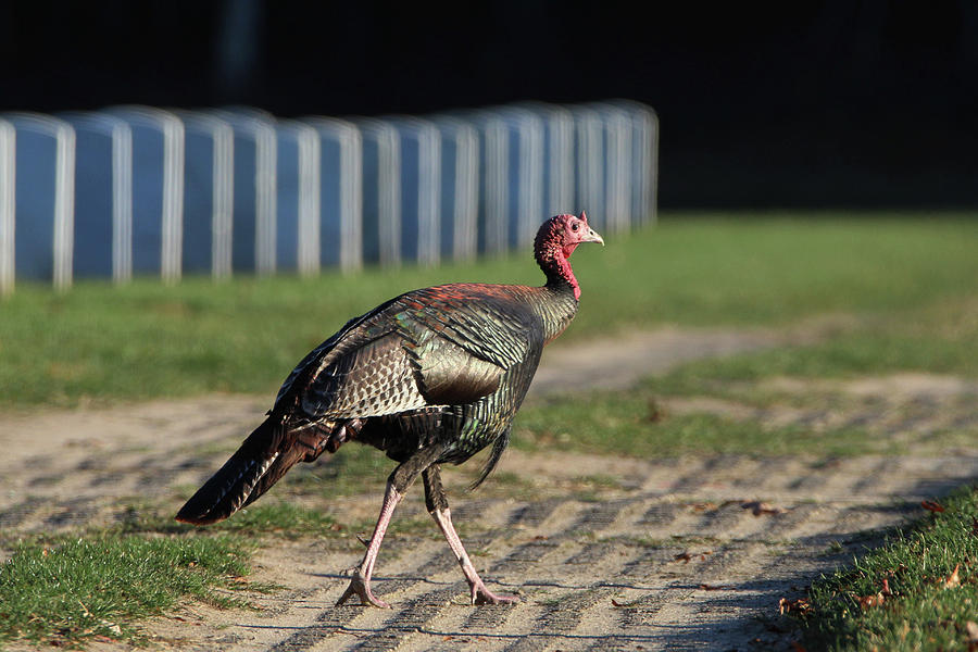 Wild Turkey Calverton New York #4 Photograph by Bob Savage