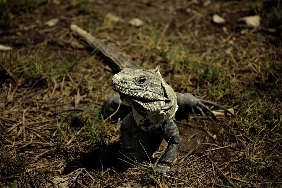 Wildlife in Mexico #6 Photograph by Robert Grac