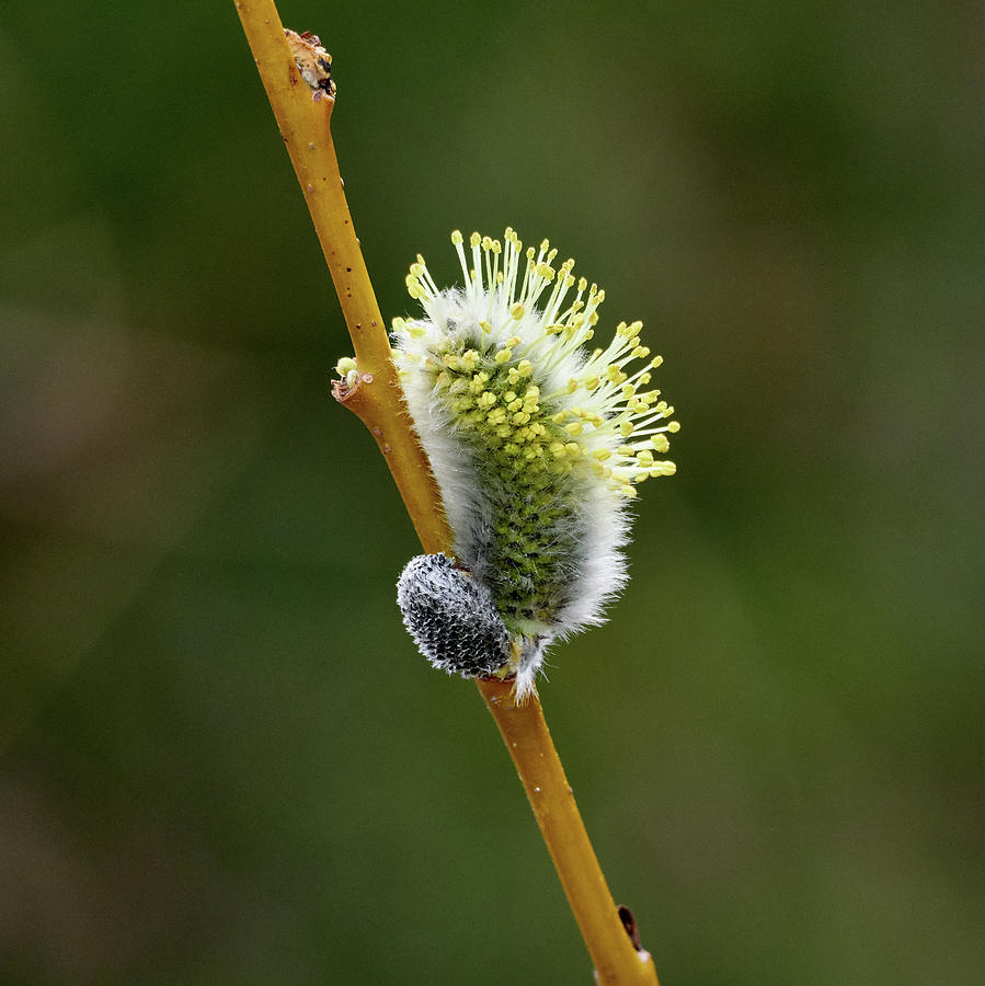 Willow Catkins Photograph