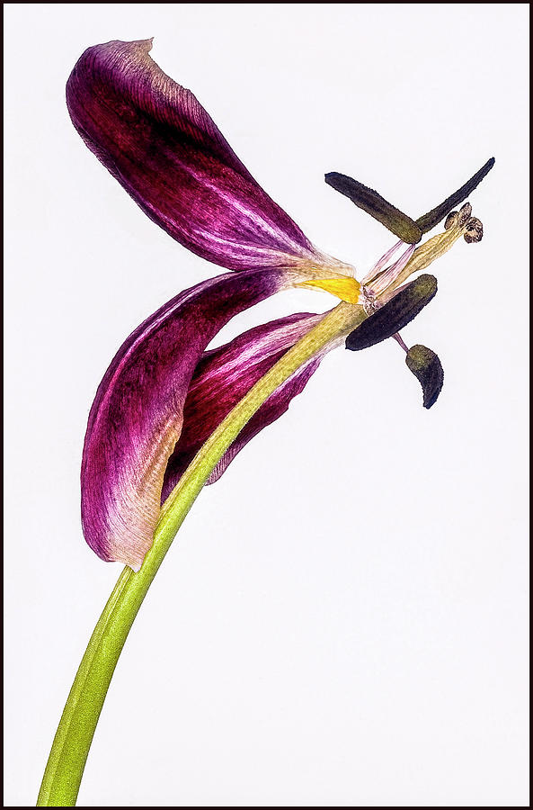 Wilting purple petaled tulip #4 Photograph by Anders Kustas
