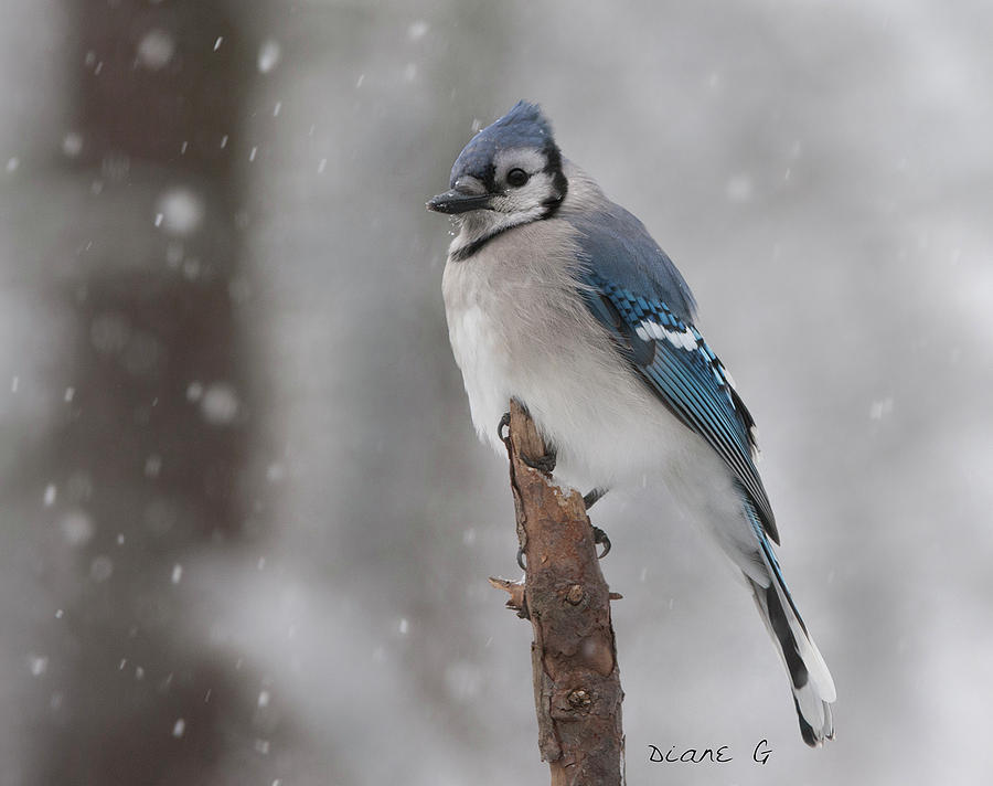 Winter Blue Jay #4 Photograph by Diane Giurco