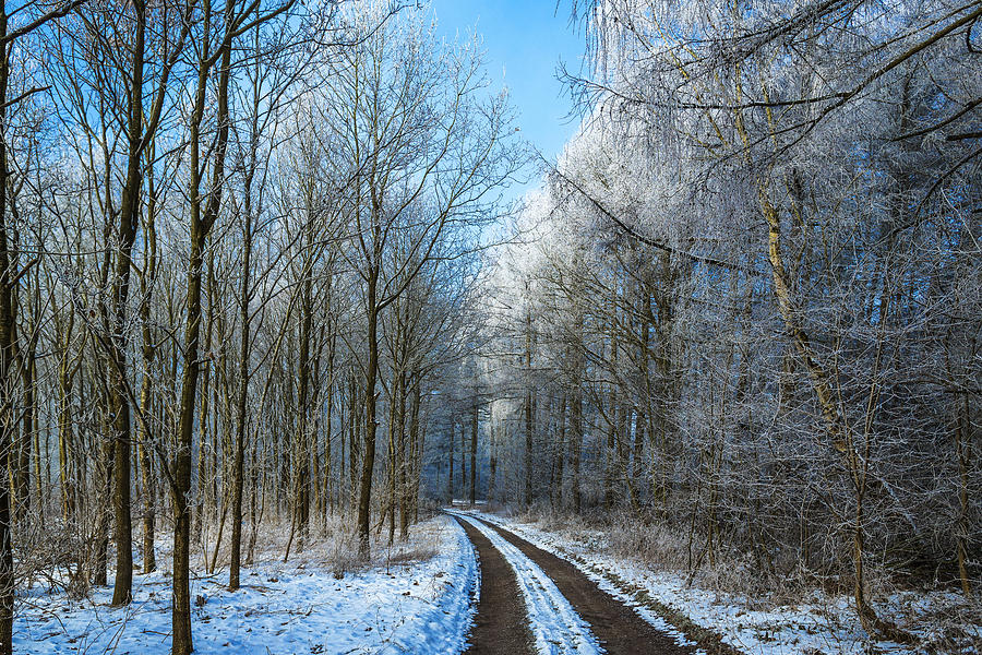 Winter #4 Photograph by Elmer Jensen