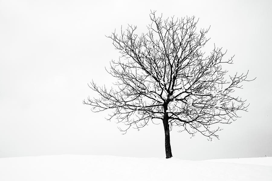 Winter Photograph - Winter #4 by Ian Middleton
