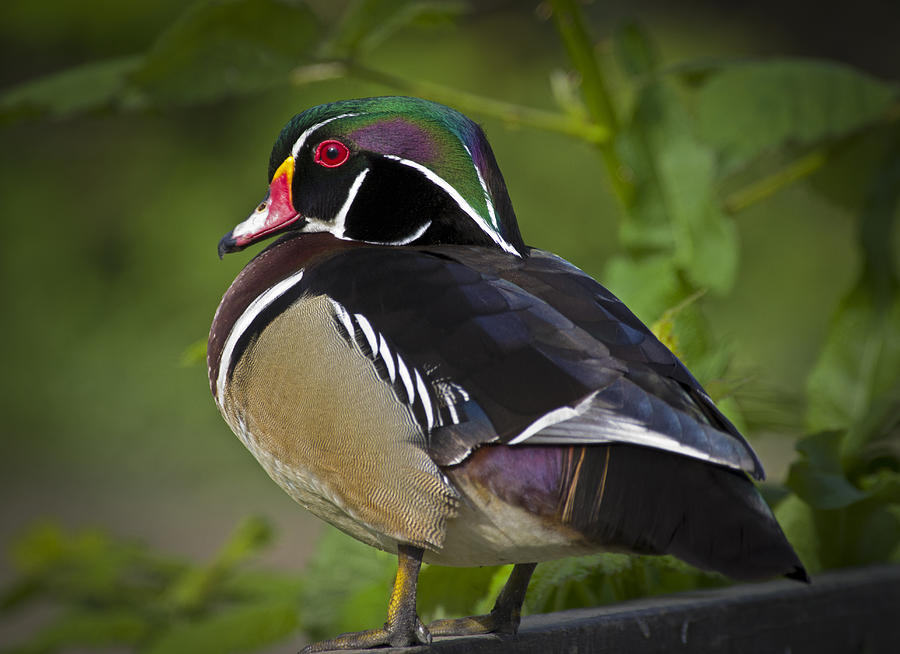 Wood Duck Photograph - Wood Duck  #4 by Rob Mclean 