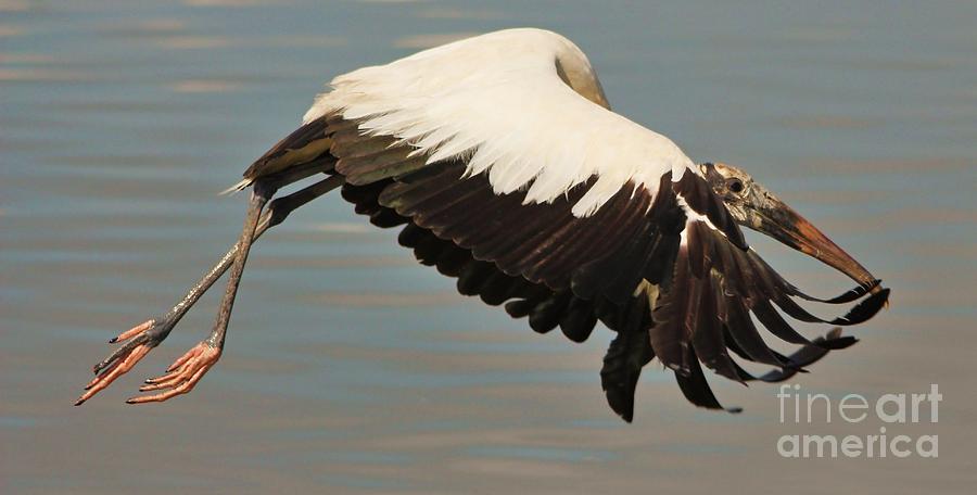 Wood Stork in Flight Photograph by Paulette Thomas - Fine Art America