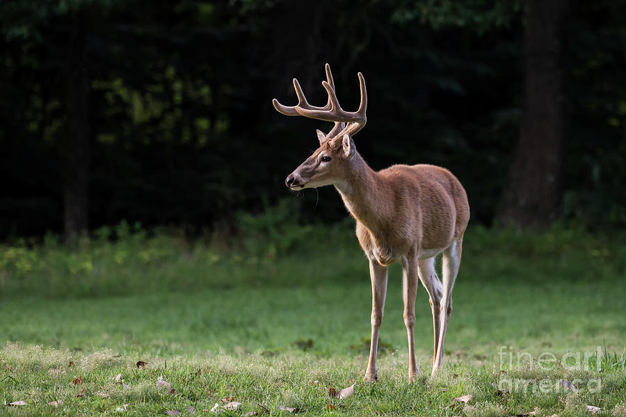 4 x 4 Buck Photograph by Andrea Silies