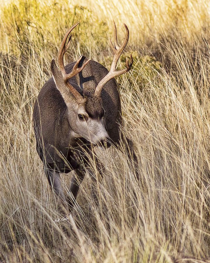 4 X 5 Muley Photograph by Bill Kesler