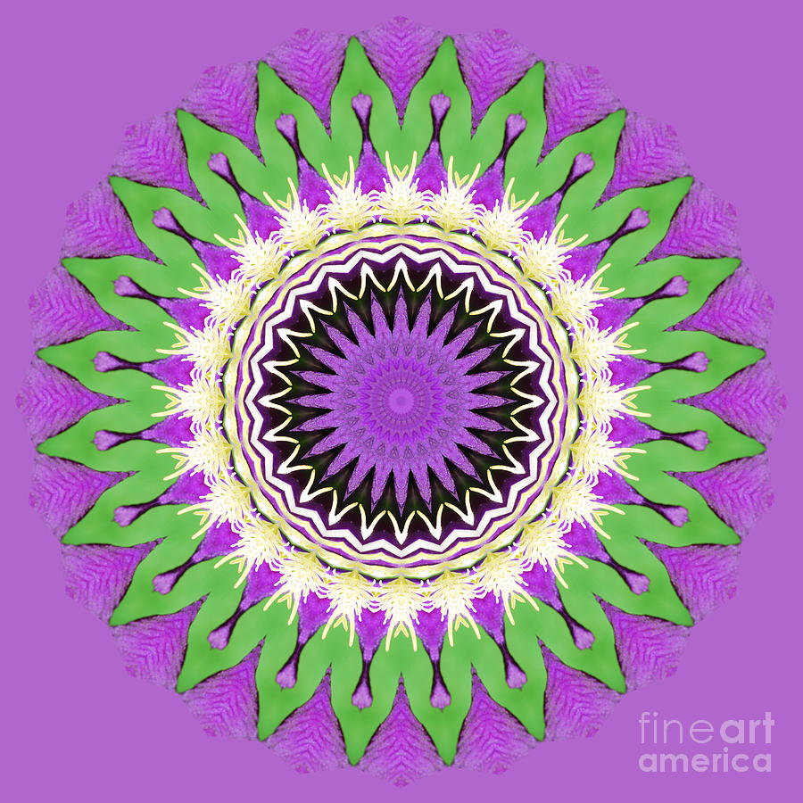 Clematis Sun Digital Art by Wendy Wilton