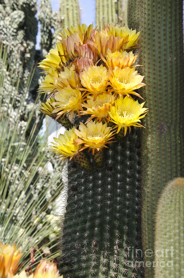 Yellow cactus flowers #4 Photograph by Jim And Emily Bush
