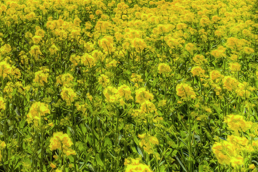Yellow Fields Of Summer Art #4 Photograph by David Pyatt