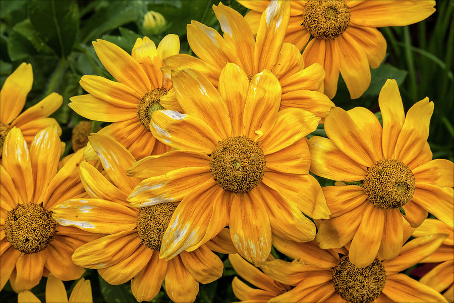 Yellow Flowers #4 Photograph by Robert Ullmann