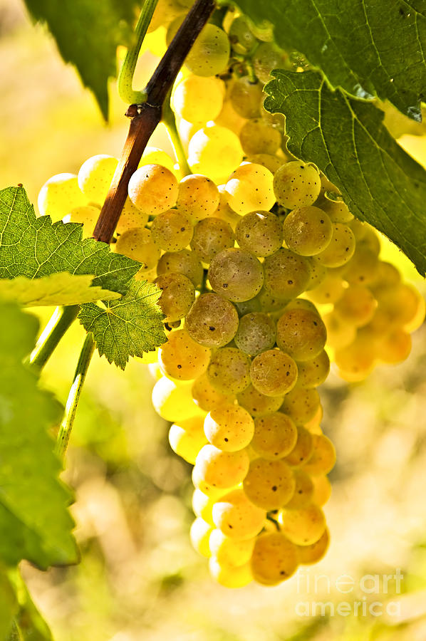 Yellow grapes 2 Photograph by Elena Elisseeva