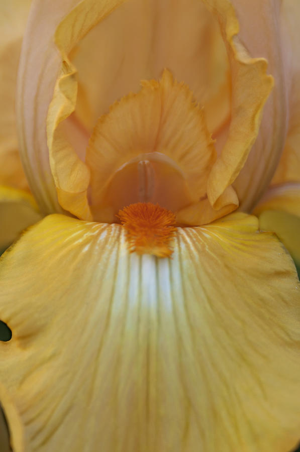 Yellow Iris #4 Photograph by Henri Irizarri