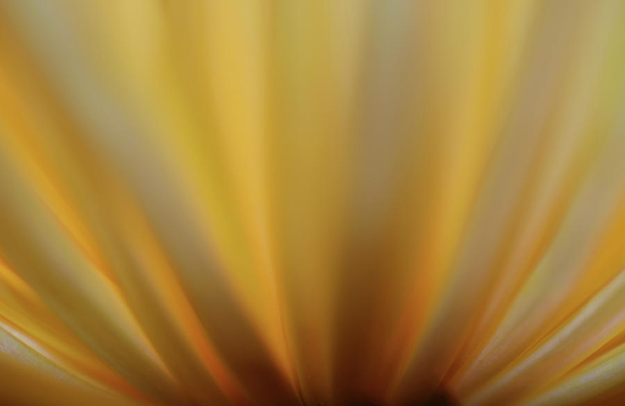 Yellow Mum Petals #4 Photograph by Larah McElroy
