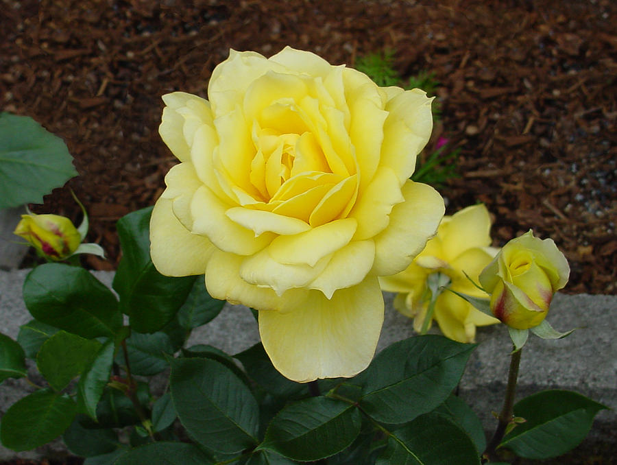 4 Yellow Roses Photograph by Shirley Heyn