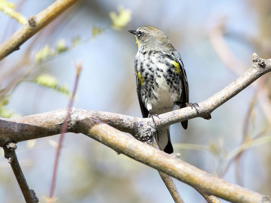 Yellow-rumped Warbler #4 Photograph by Tam Ryan